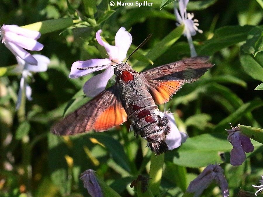 Macroglossum stellatarum